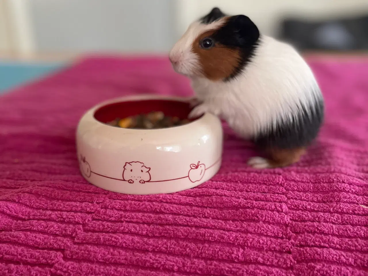 Billede 3 - Han unge 6 uger gammel