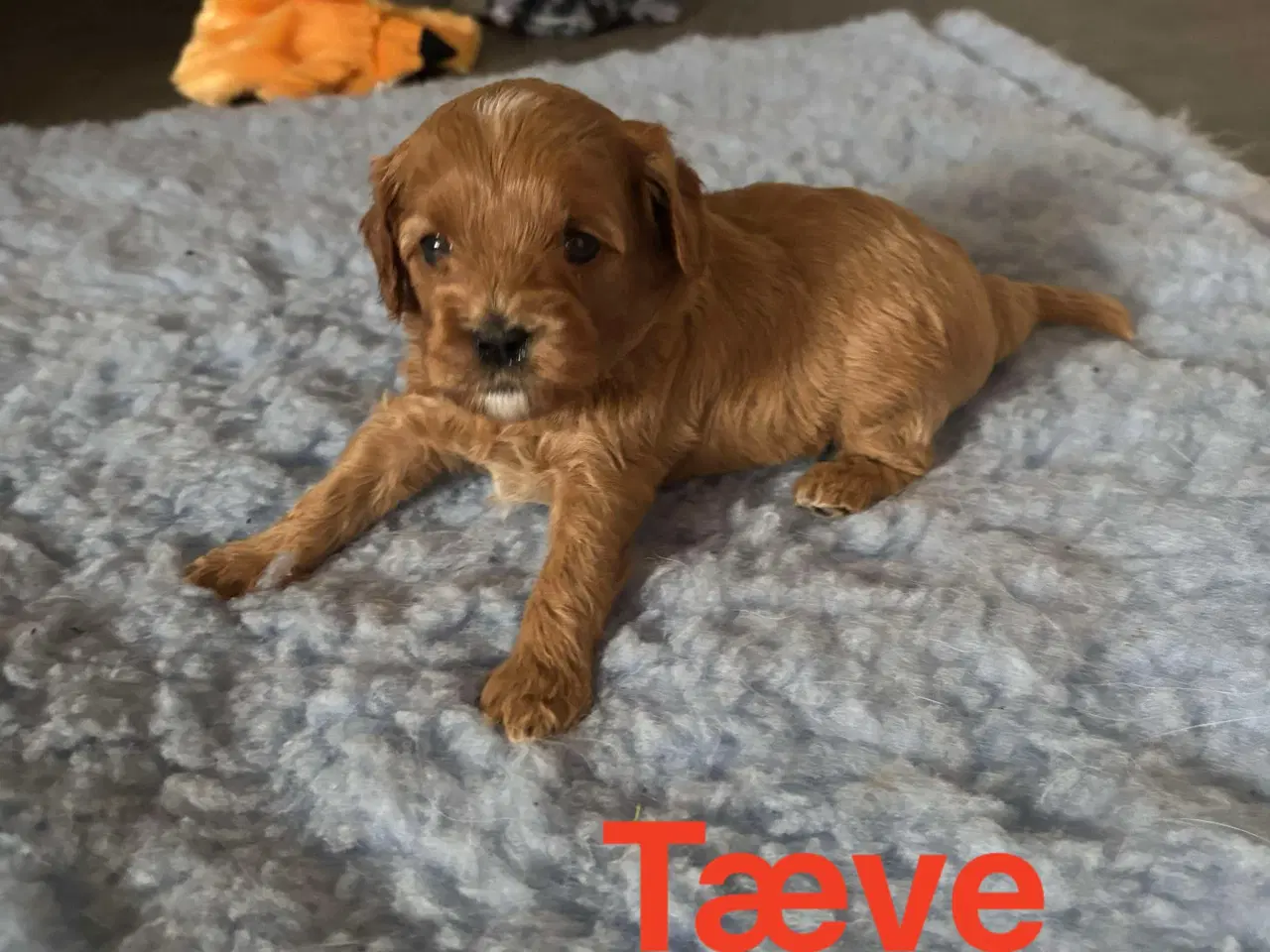 Billede 2 - F1 Cavapoo hvalpe 