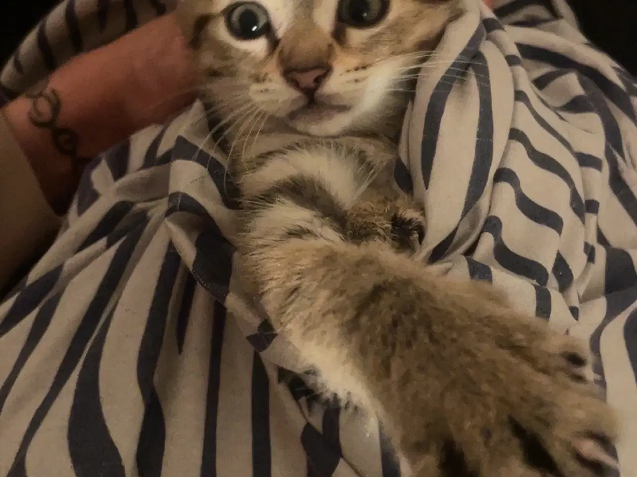 Billede 6 - Killinger halv ragdoll