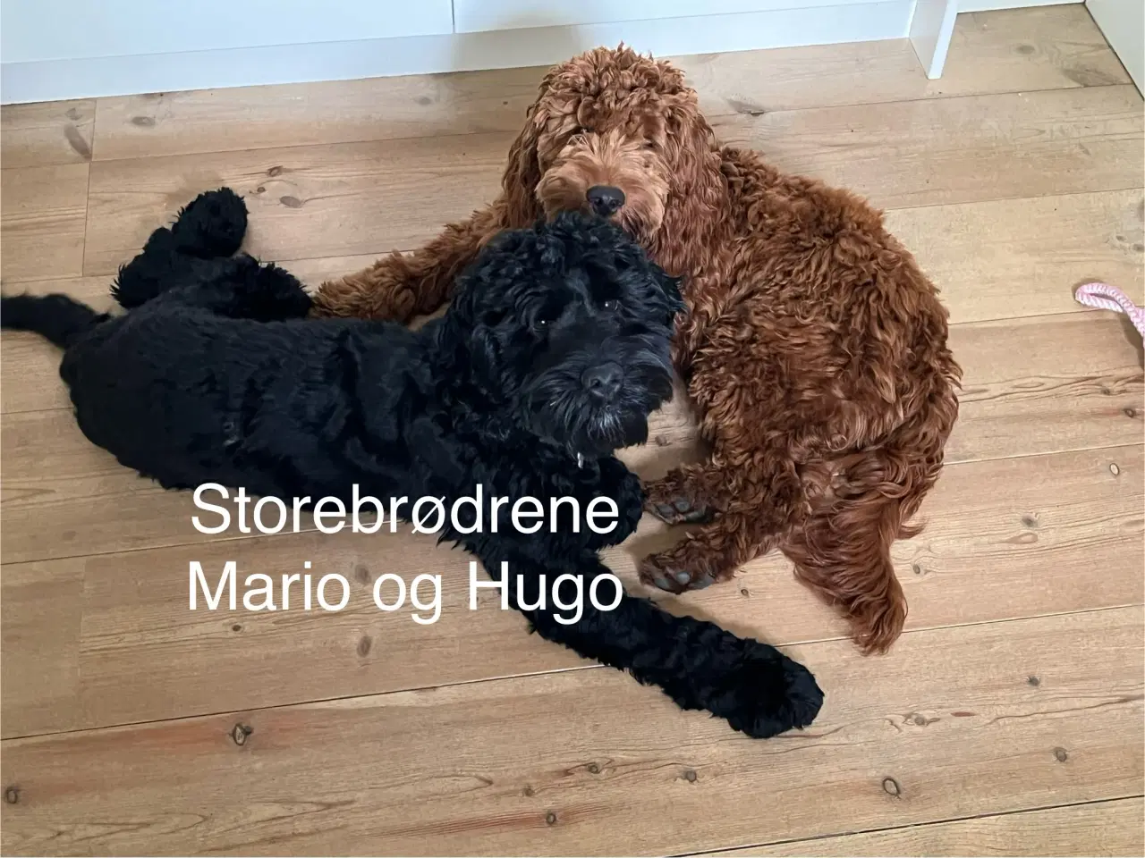 Billede 7 - Cockapoo, Cokerpoo, Doodle