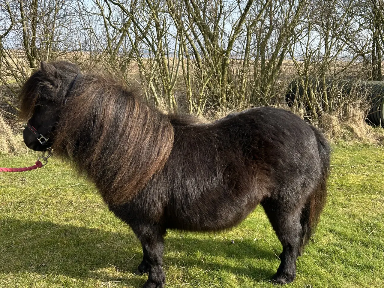 Billede 5 - Super skøn mini shetlænder sælges