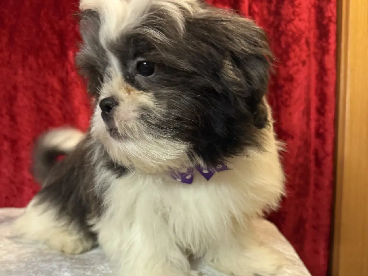 Billede 10 - Rejseklar Shih tzu-mor/ Coton de Tulear-far