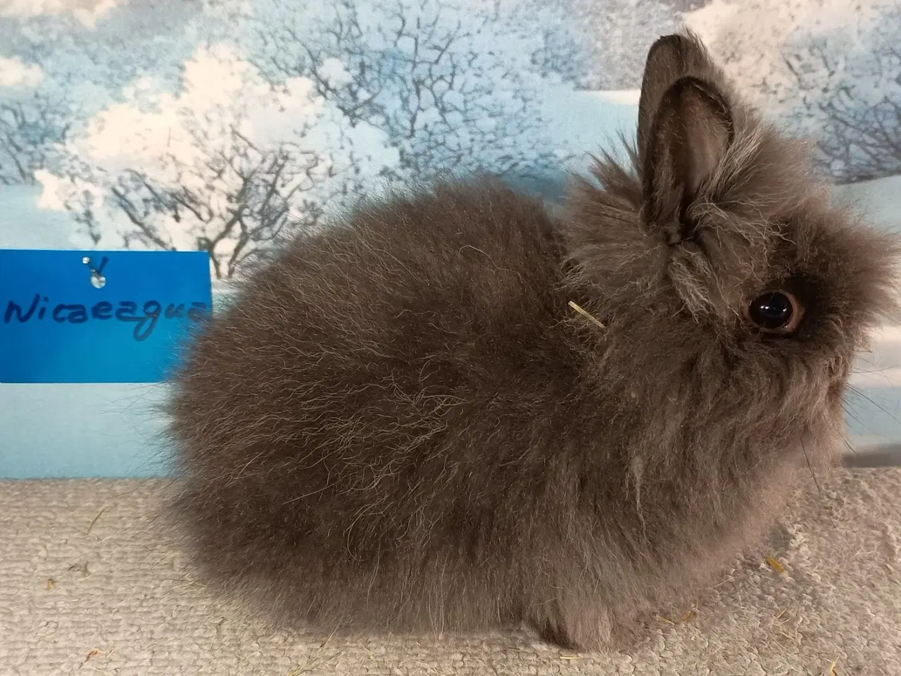 Billede 1 - Ren Racet Teddy (dværg angora kanin) dreng