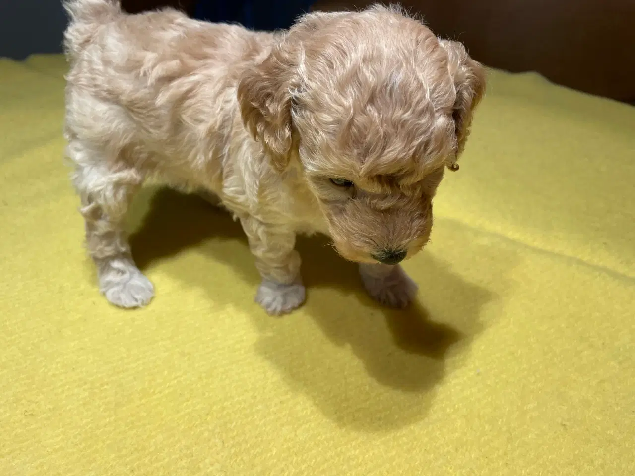 Billede 8 - Puddel hvalpe