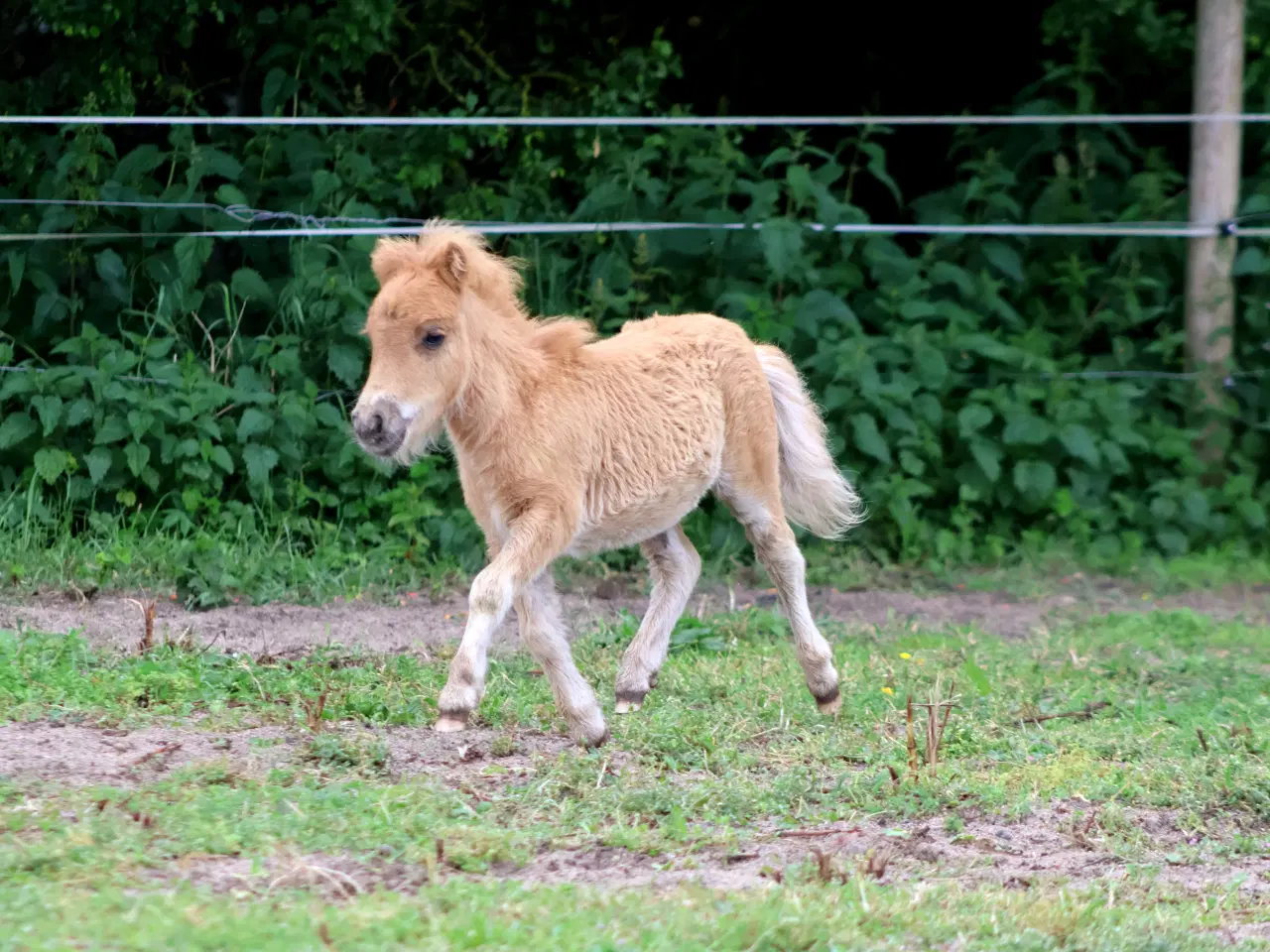 Billede 7 - Mini hoppeføl 