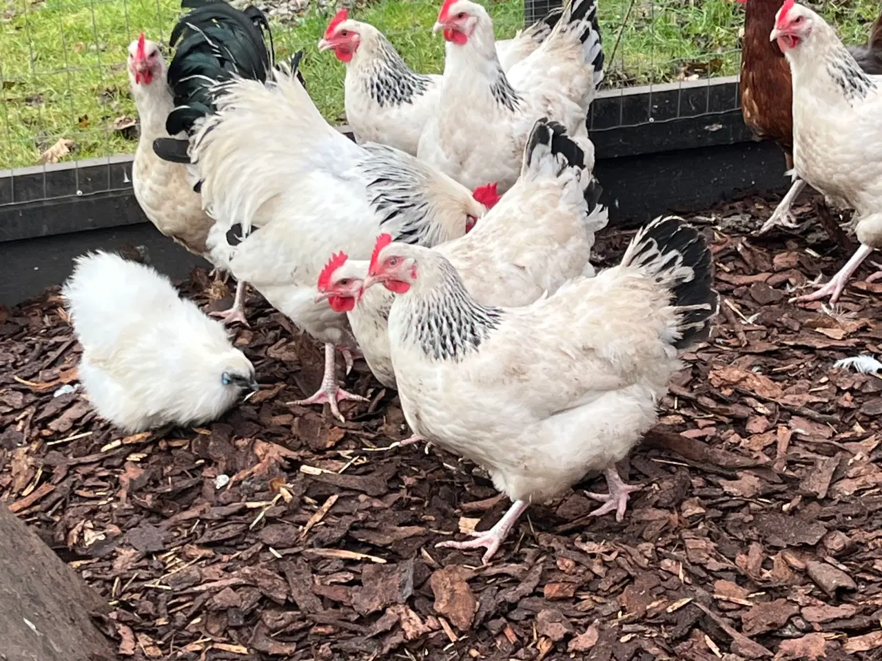 Billede 2 - Lys Sussex kyllinger