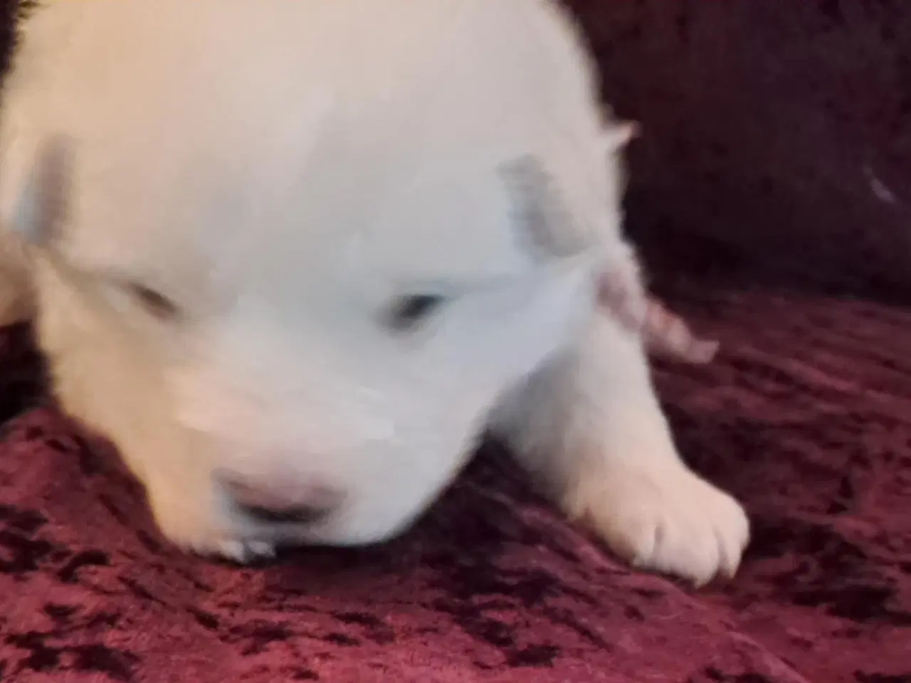 Billede 8 - dejlige hvalpe søger nyt hjem