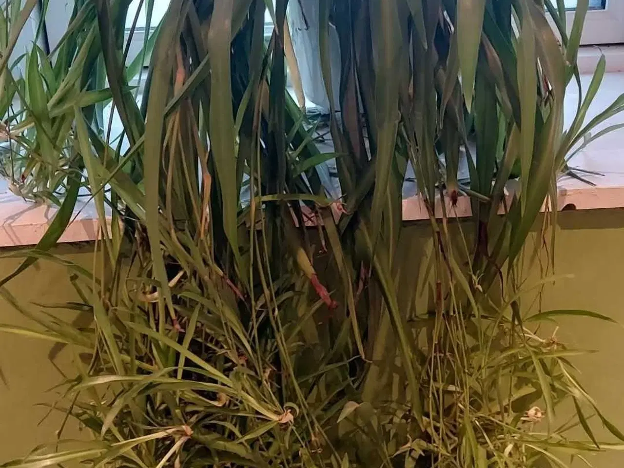 Billede 1 - Stor plante med  masser af skud