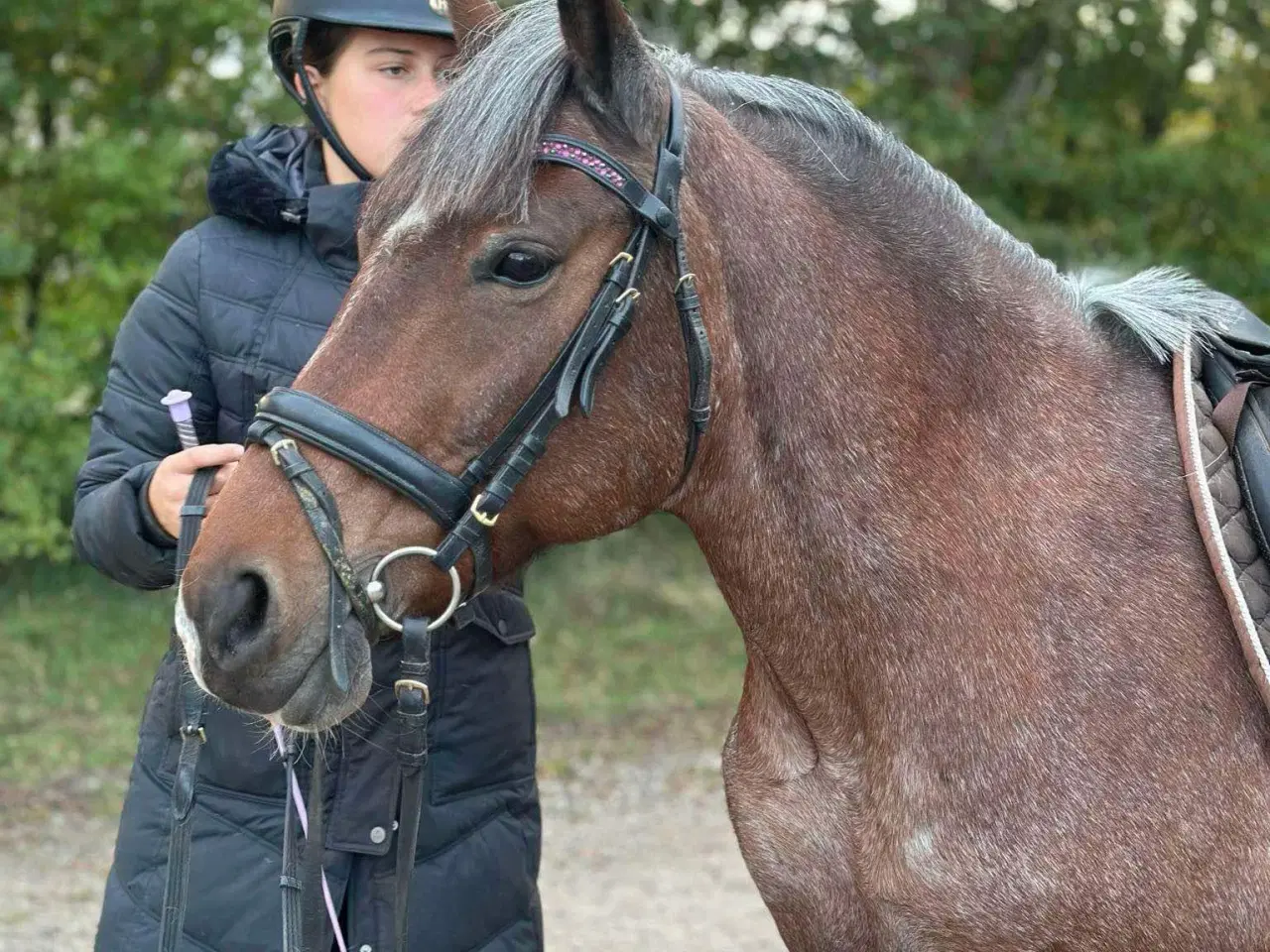 Billede 1 - Charmende pony søger nyt hjem 