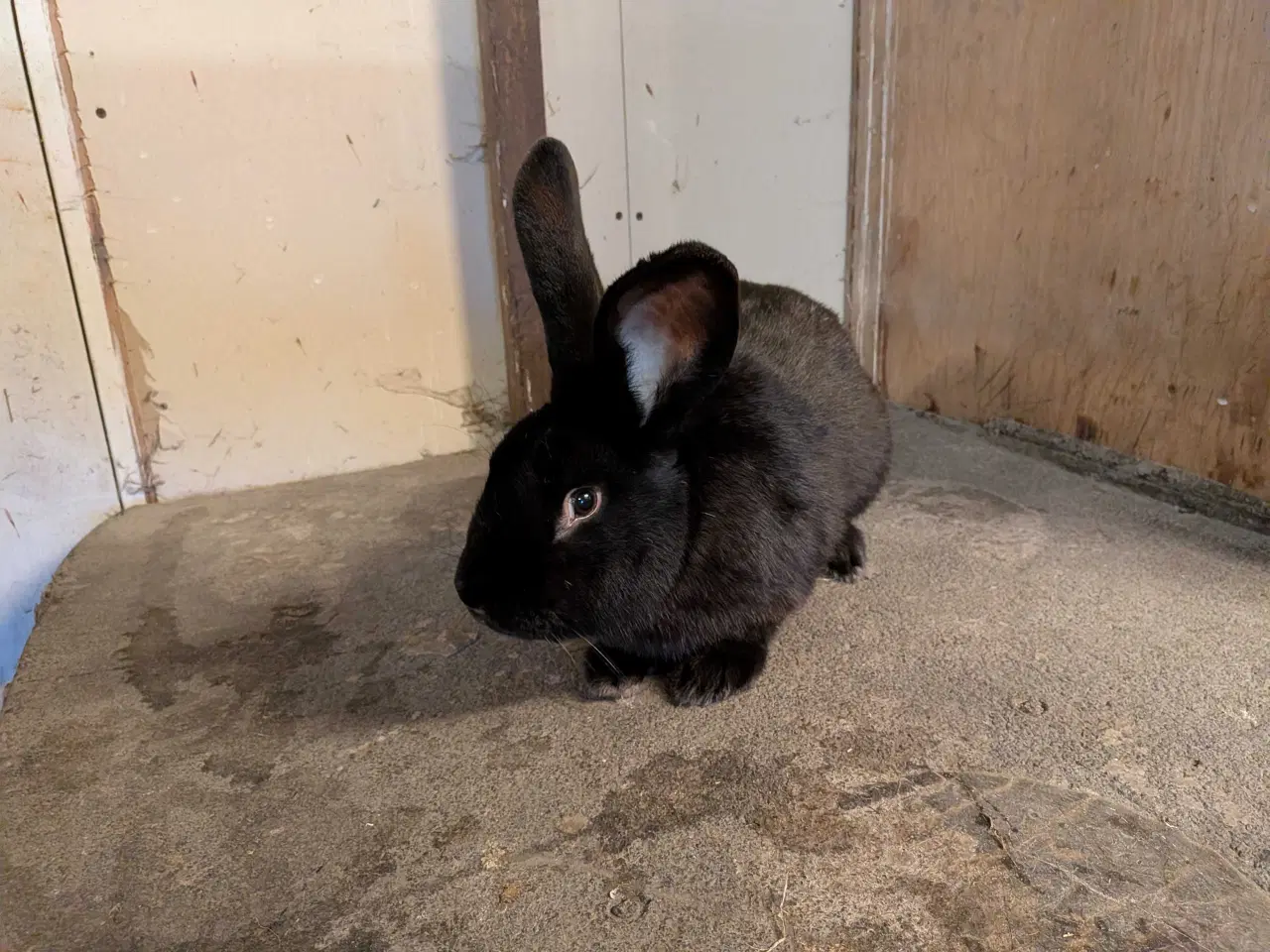 Billede 4 - tysk shaker krydsning kanin