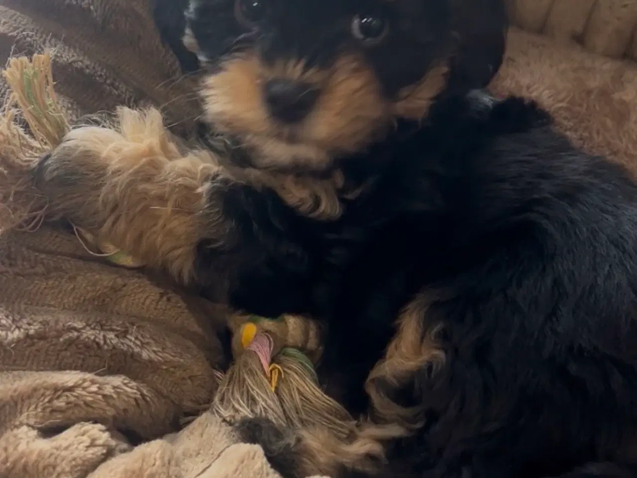 Billede 4 - Havapoo hvalp på 3 måneder søger kærligt hjem 🐶