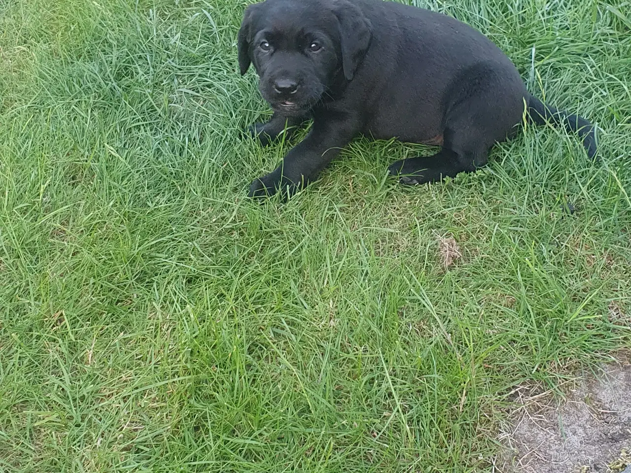 Billede 4 - Labrador f1 