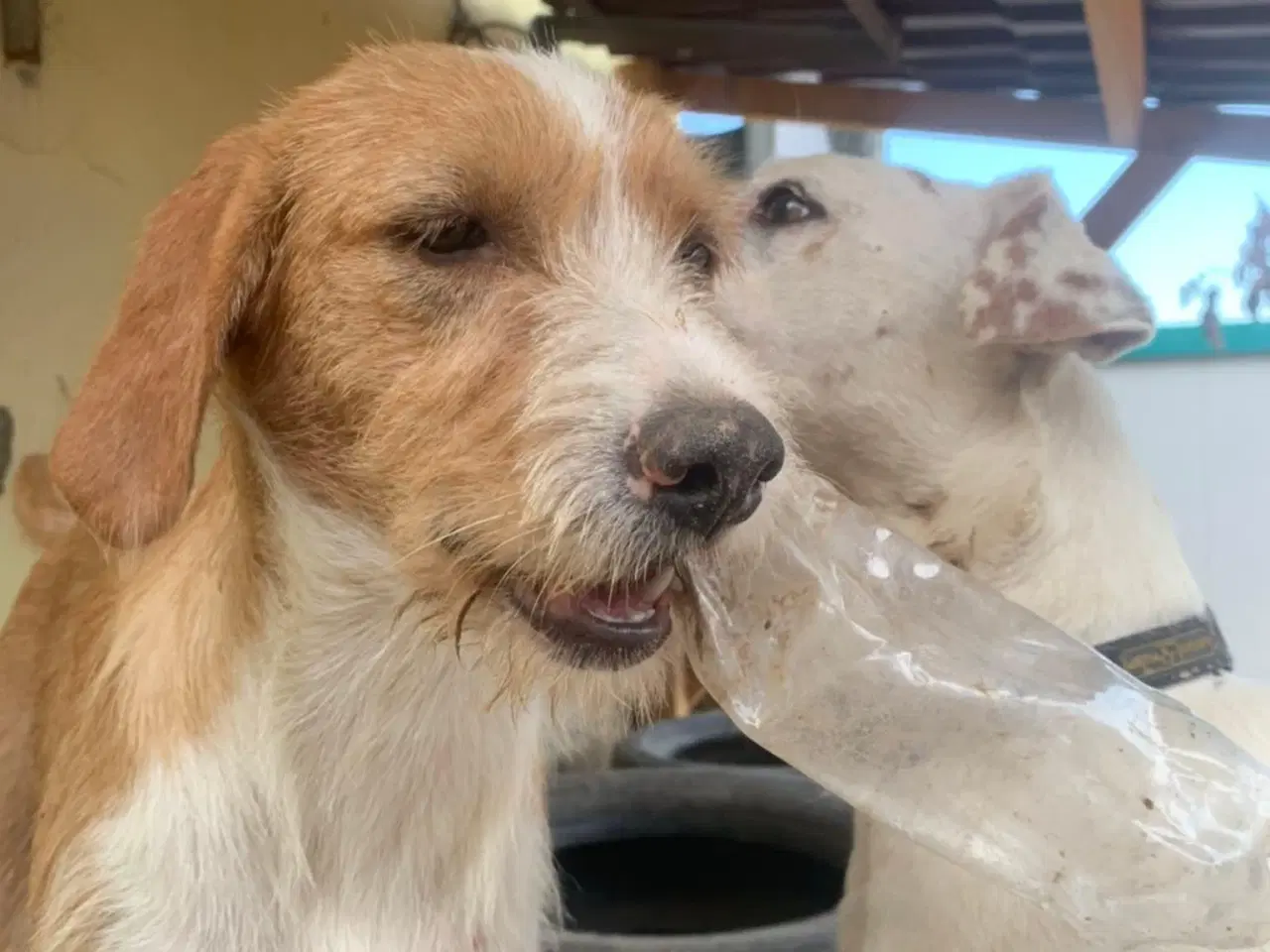 Billede 3 - Cairo søger sin helt egen familie