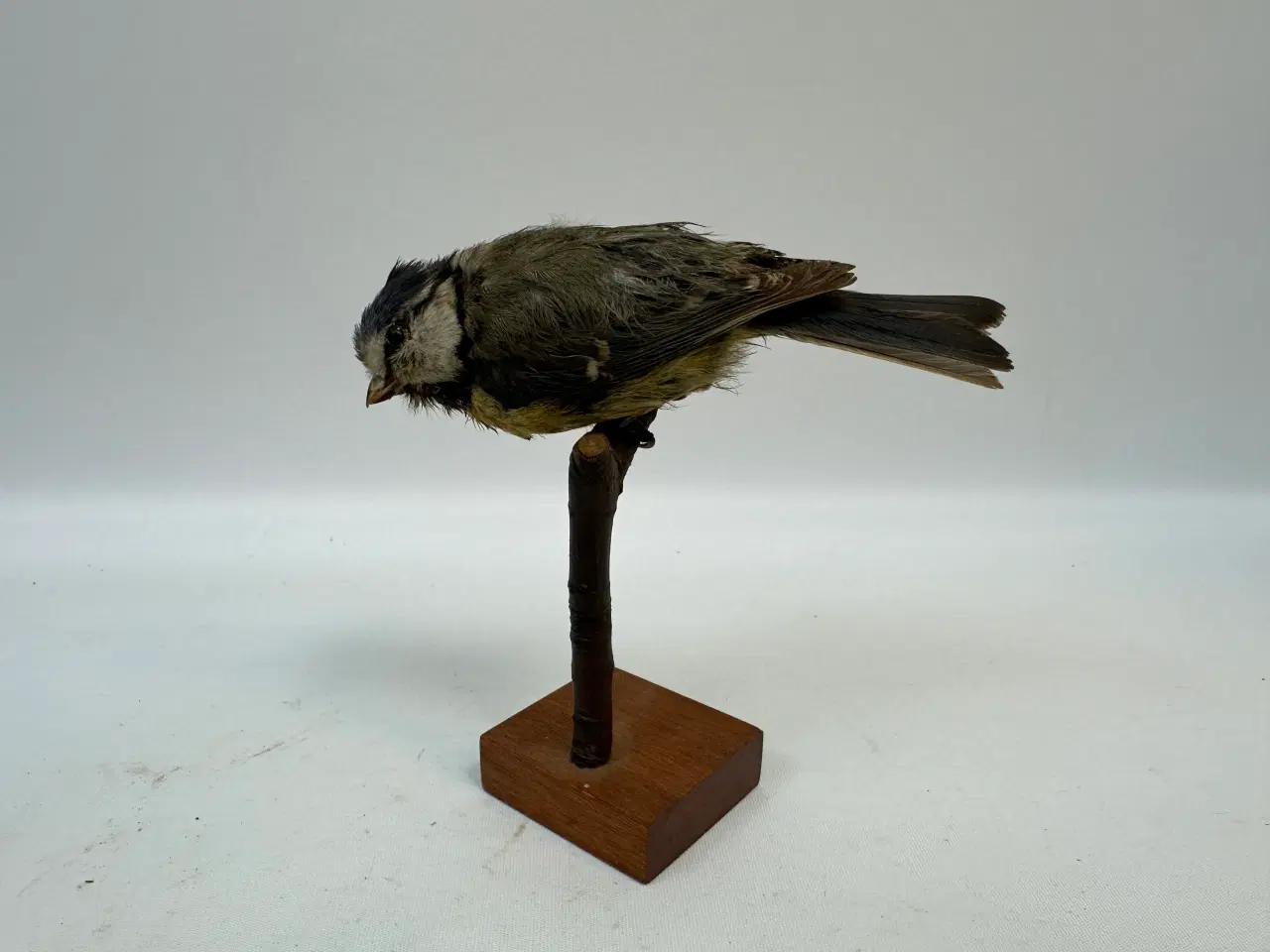 Billede 1 - Udstoppet Blåmejse