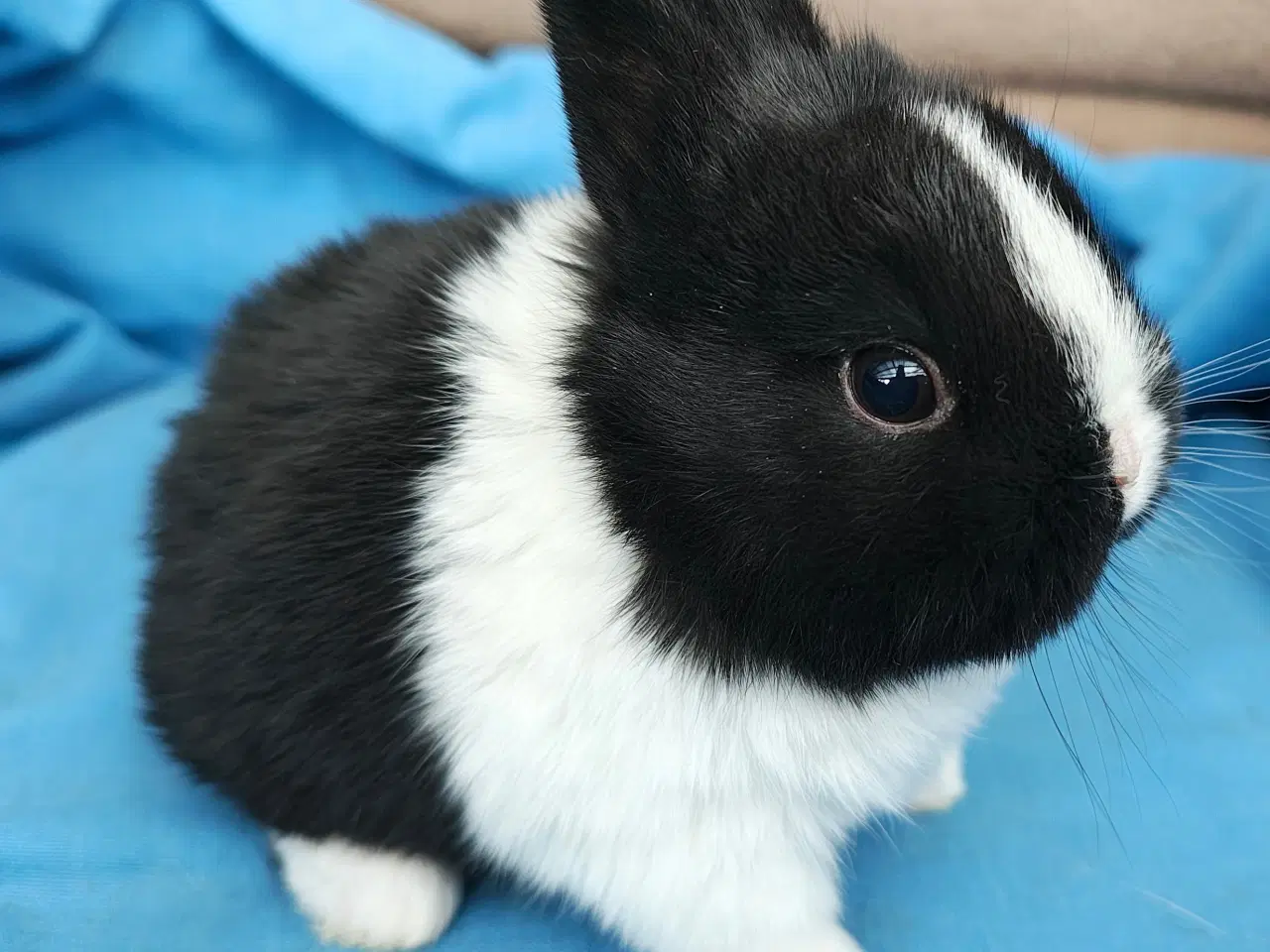 Billede 4 - Hermelin kaninunge sælges 