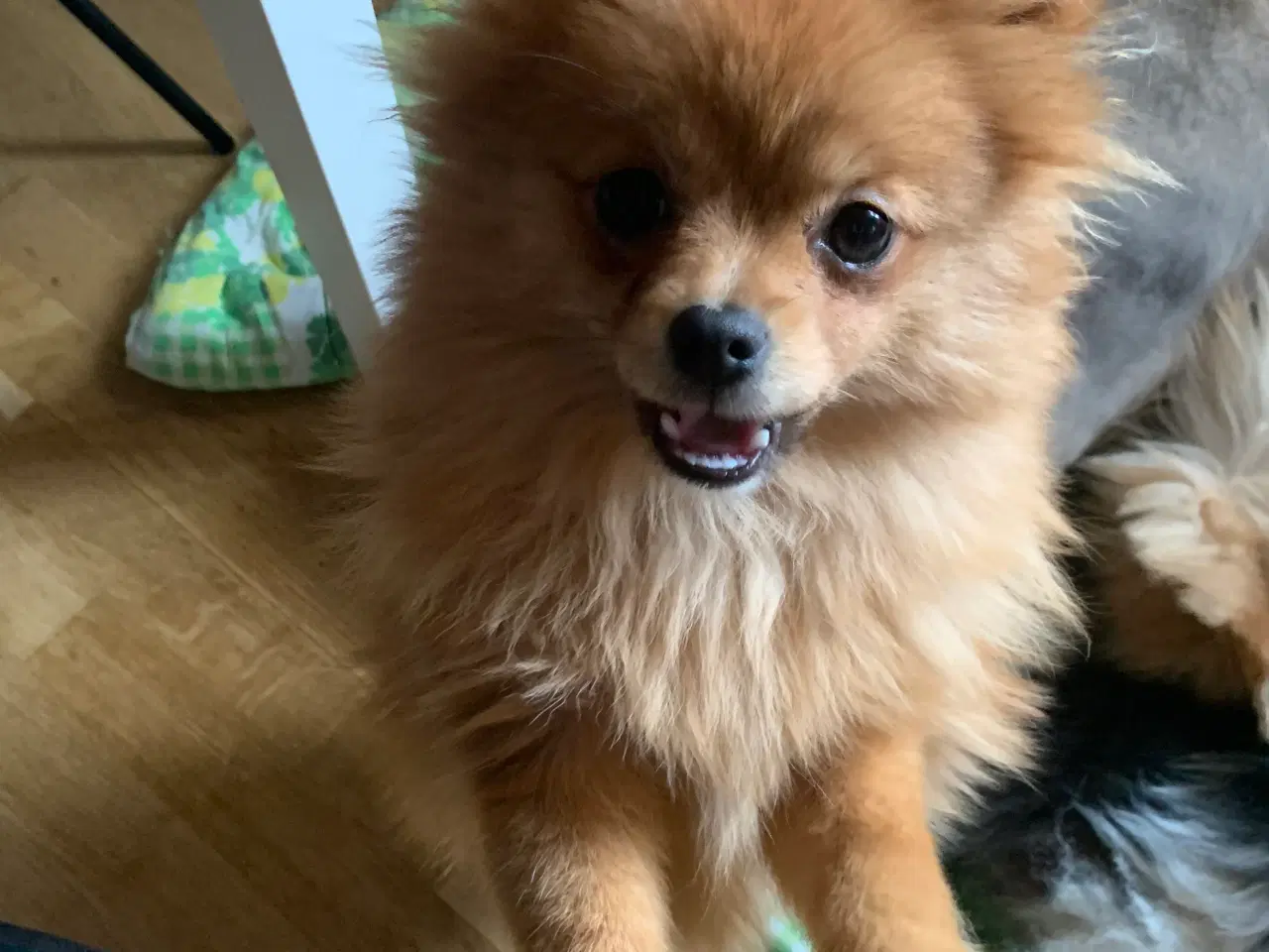 Billede 4 - pomeranian tæve 7 måneder