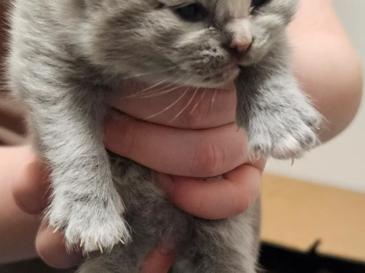 Billede 11 - British shorthair killinger med stamtavle