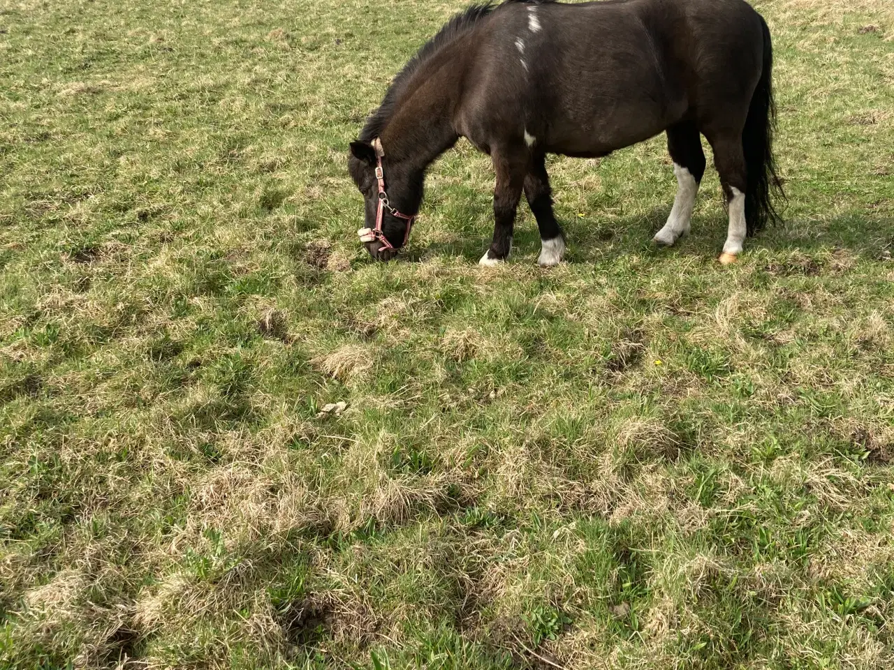 Billede 4 - Pony
