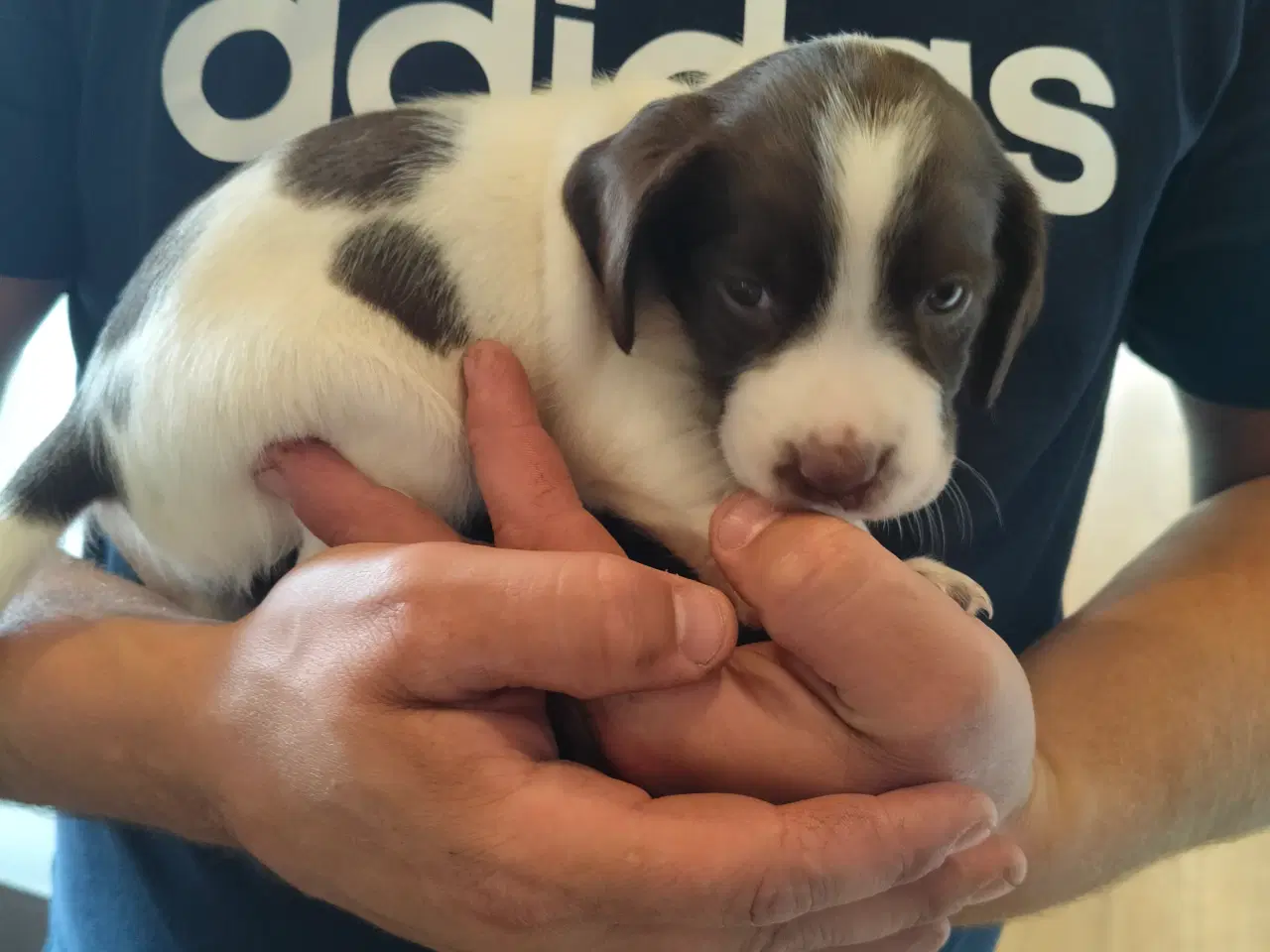 Billede 6 - Springer spaniel klar den 4 august til nyt hjem. 