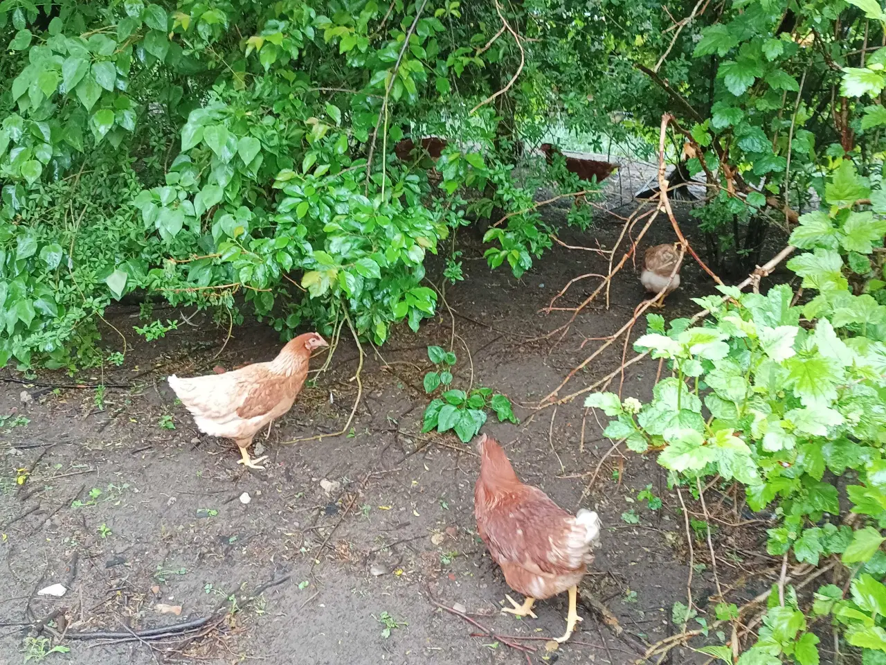 Billede 6 - Gode ægge lægger røde amerikaner