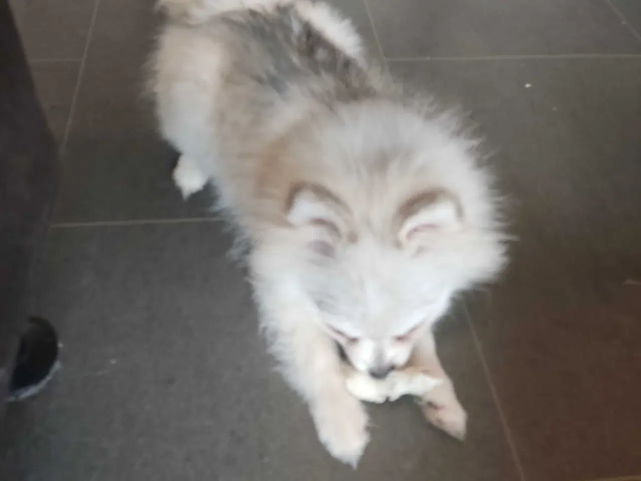 Billede 6 - Mini Pomeranian 