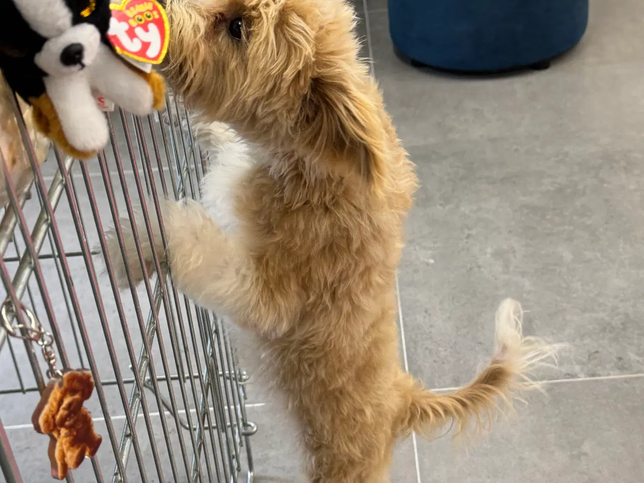 Billede 12 - Maltipoo4love 2 Smukke  drenge 