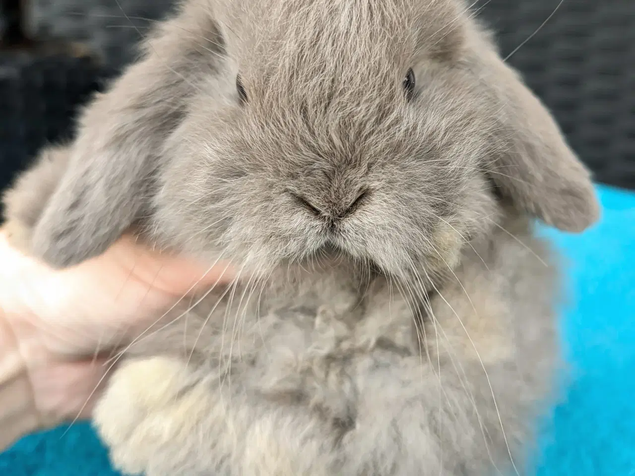 Billede 6 - Minilop kaninunge sælges