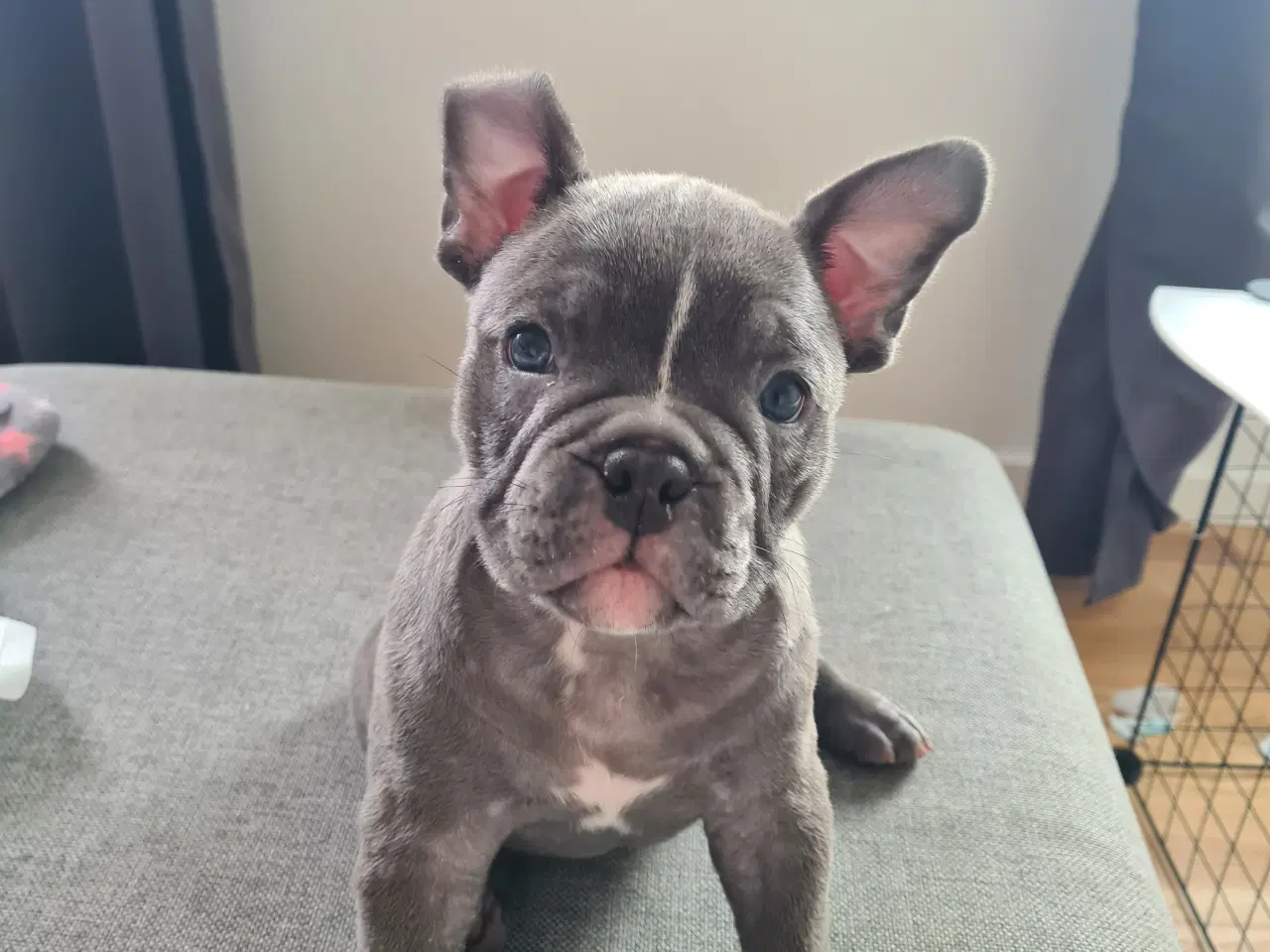 Billede 2 - American bully 
