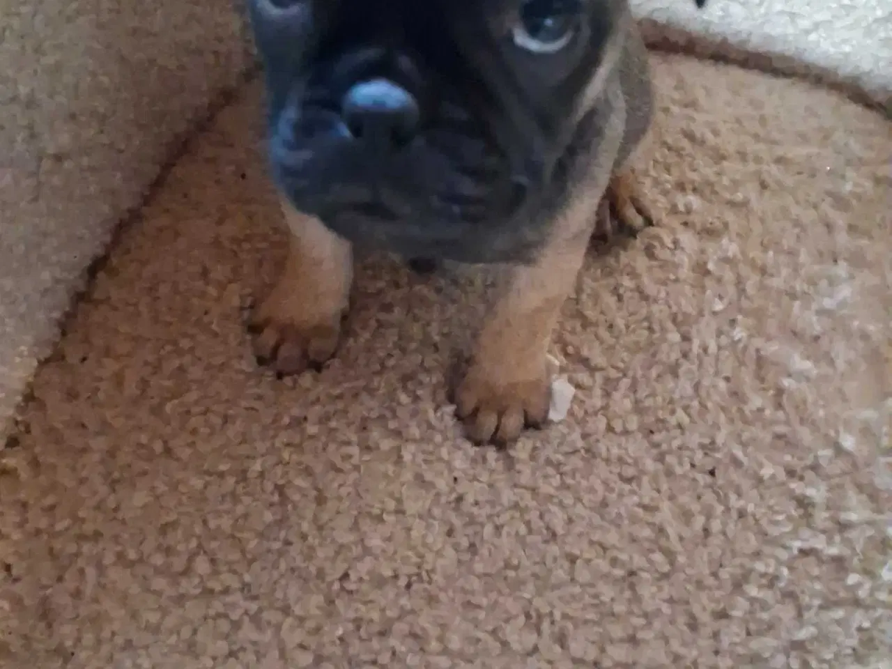 Billede 15 - Små hvalpe salgs klar