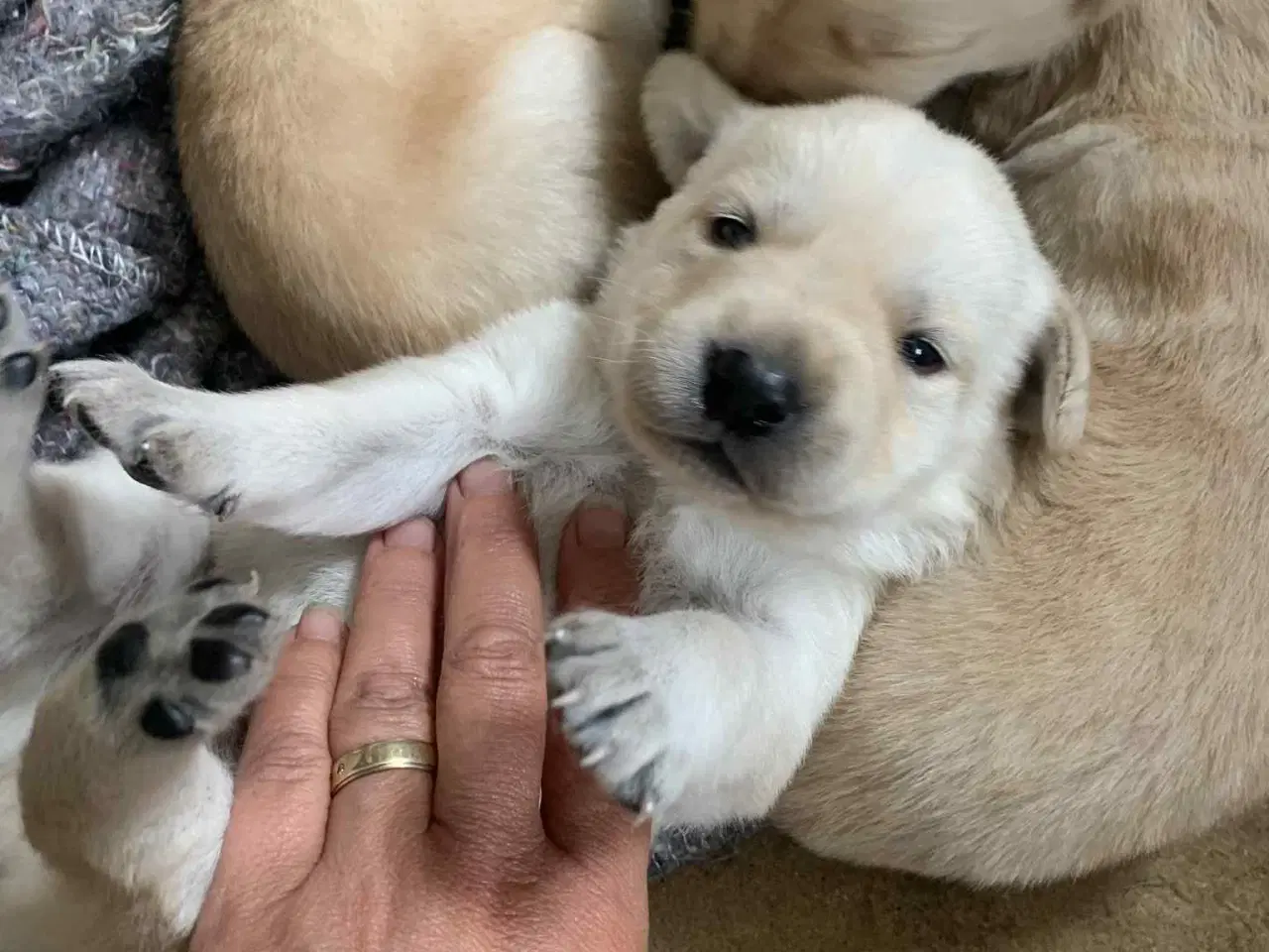 Billede 4 - Golden / Labrador hvalpe