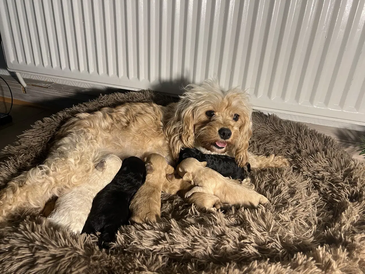 Billede 20 - Cavapoo F2B 