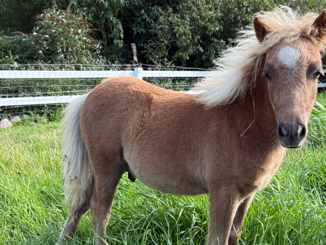 Billede 7 - Skøn mini pony 