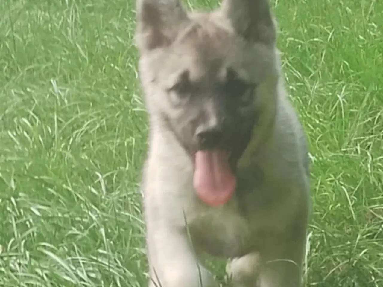 Billede 8 - Husky blandinger 