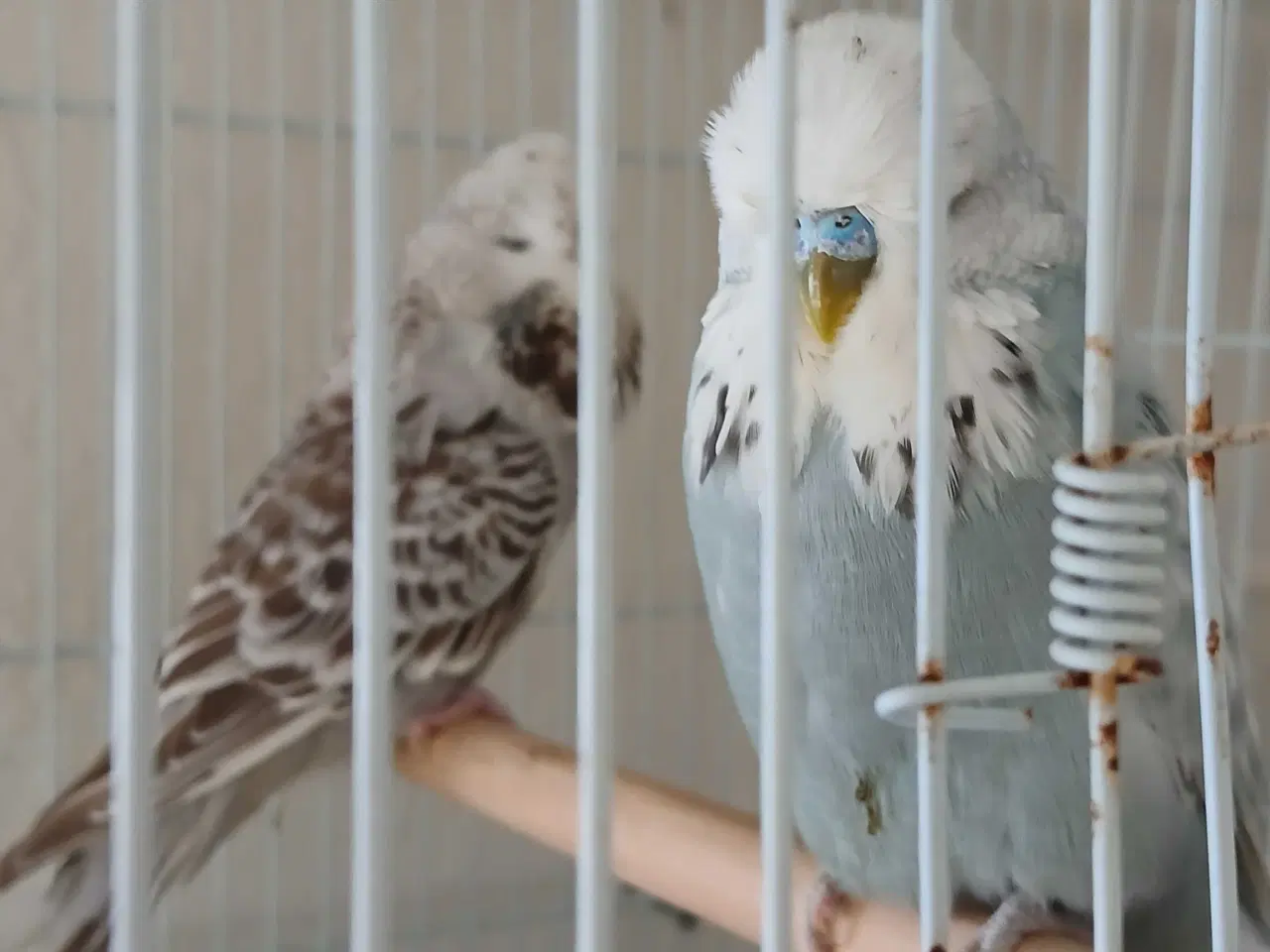 Billede 16 - Engelske undulater 