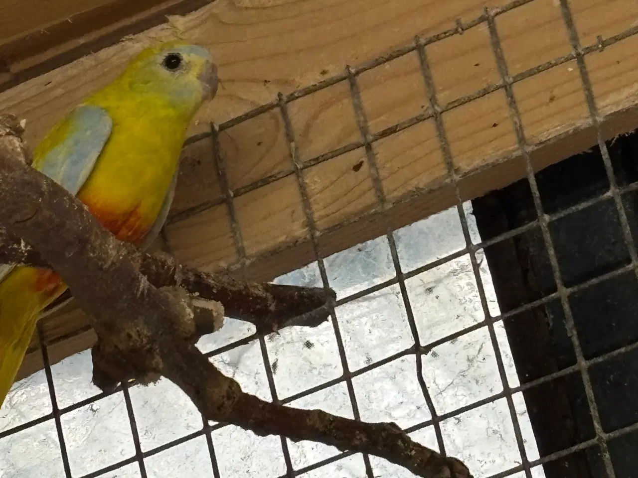 Billede 4 - Græsparakit