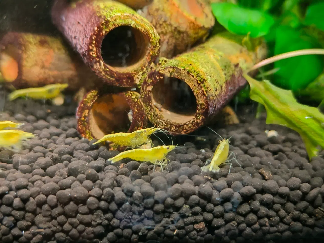 Billede 2 - Neocaridina sp. yellow rejer
