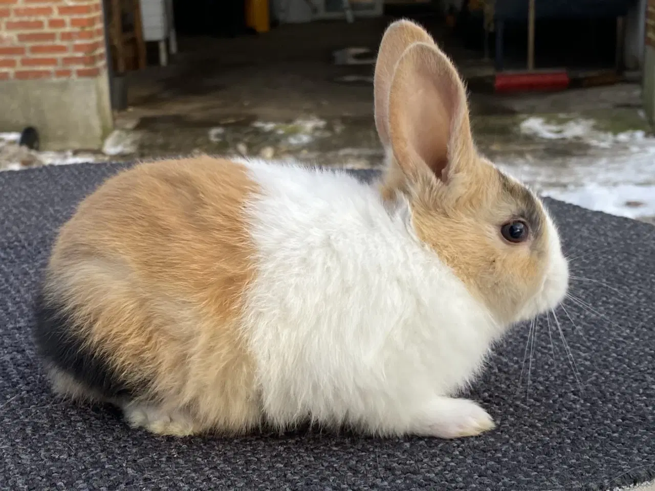 Billede 10 - HOLLÆNDER HAN JAPANER SORT/GUL