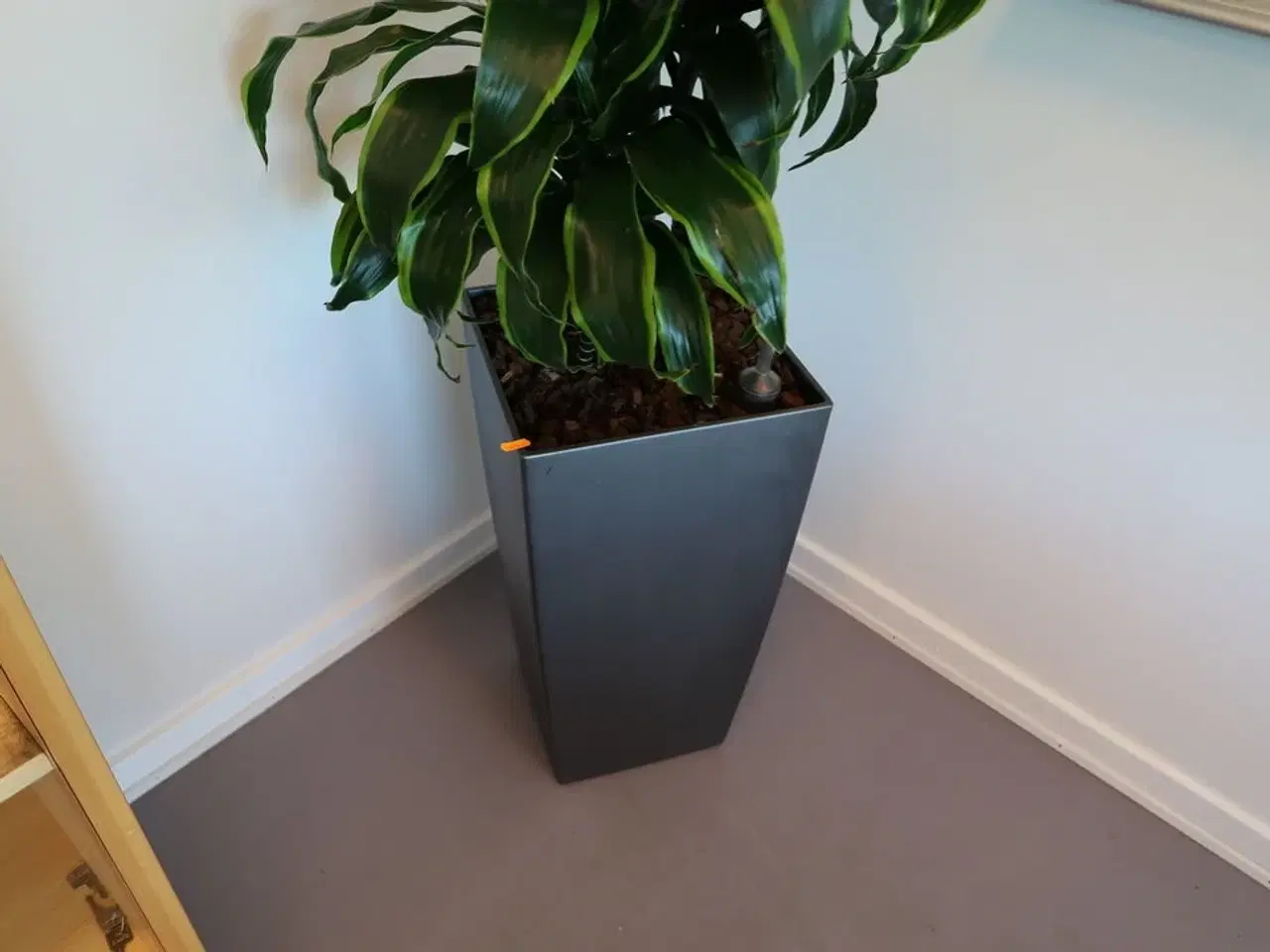 Billede 3 - Plante i krukke