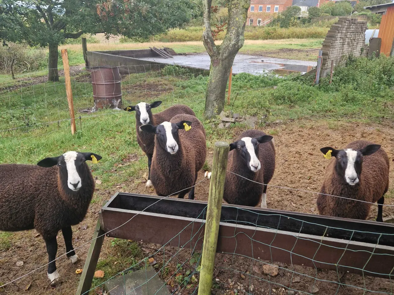 Billede 3 - Zwartsbles gimmer og vædderlam sælges M 3