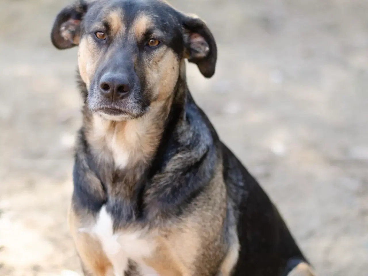 Billede 4 - Milde Bono søger familie