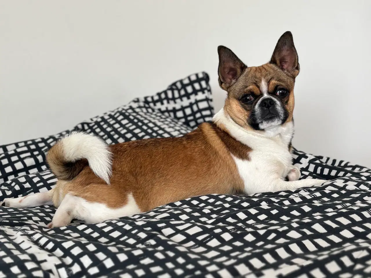 Billede 3 - Dejlig hanhund tilbydes til avl. 
