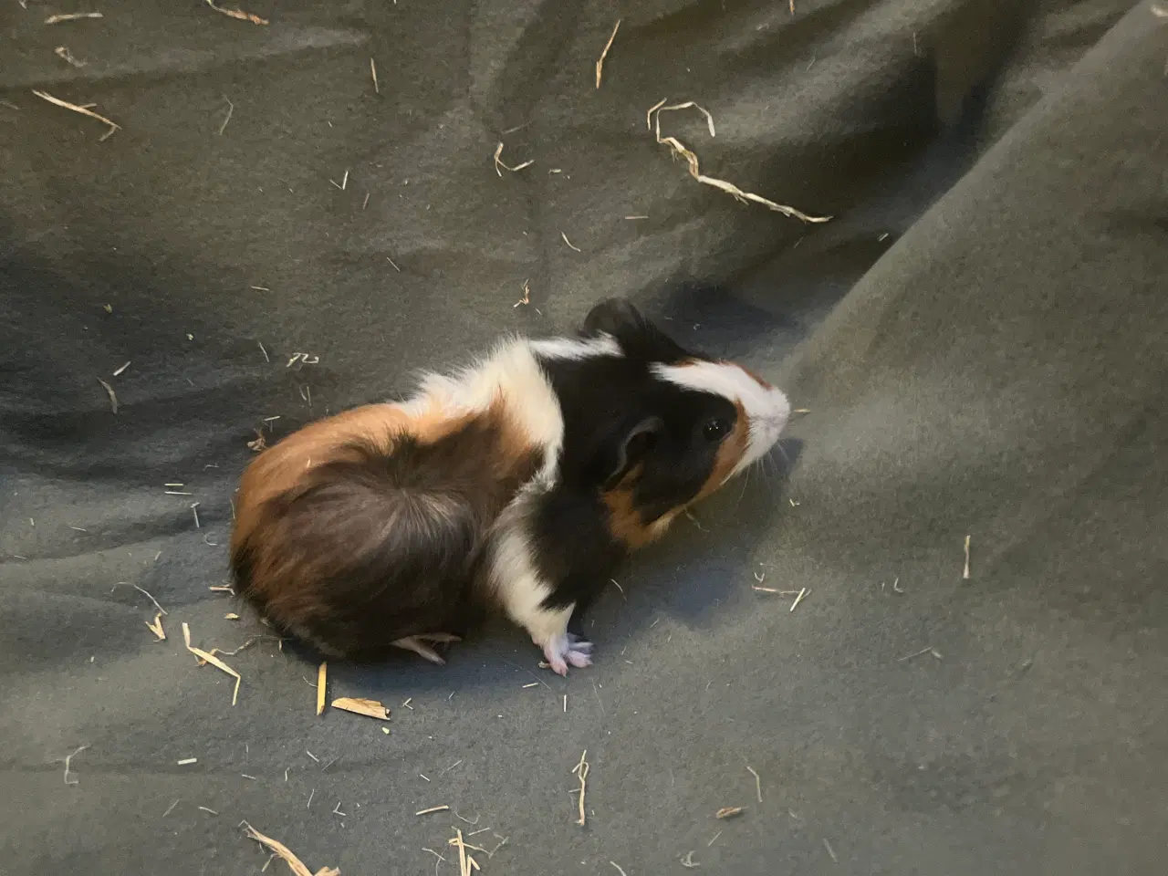 Billede 2 - Marsvin unge