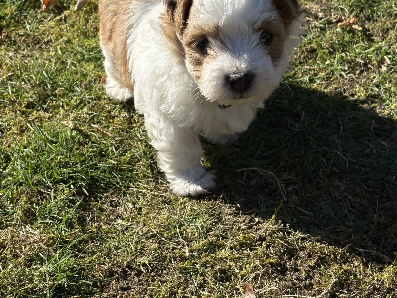 Billede 5 - Bichon havanais hvalp
