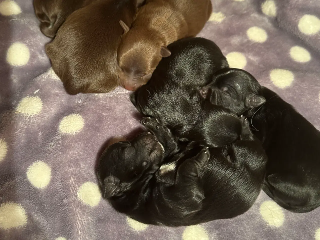 Billede 10 - Smuk Sort Yorkshire Terrier