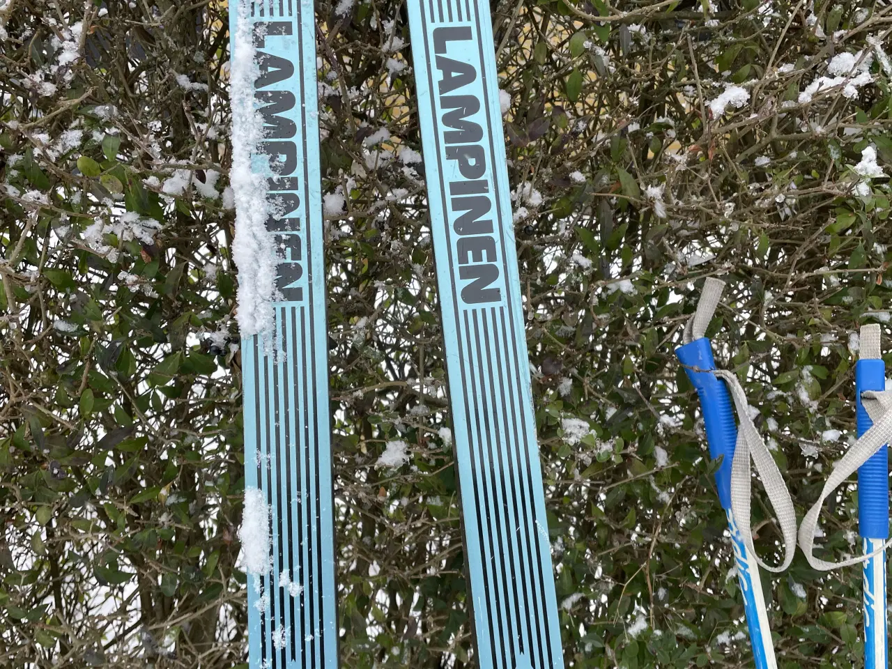 Billede 2 - Langrendsski