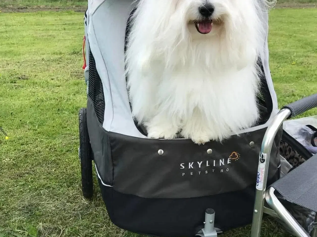 Billede 4 - Bomuldshunde hvalpe klar uge 24