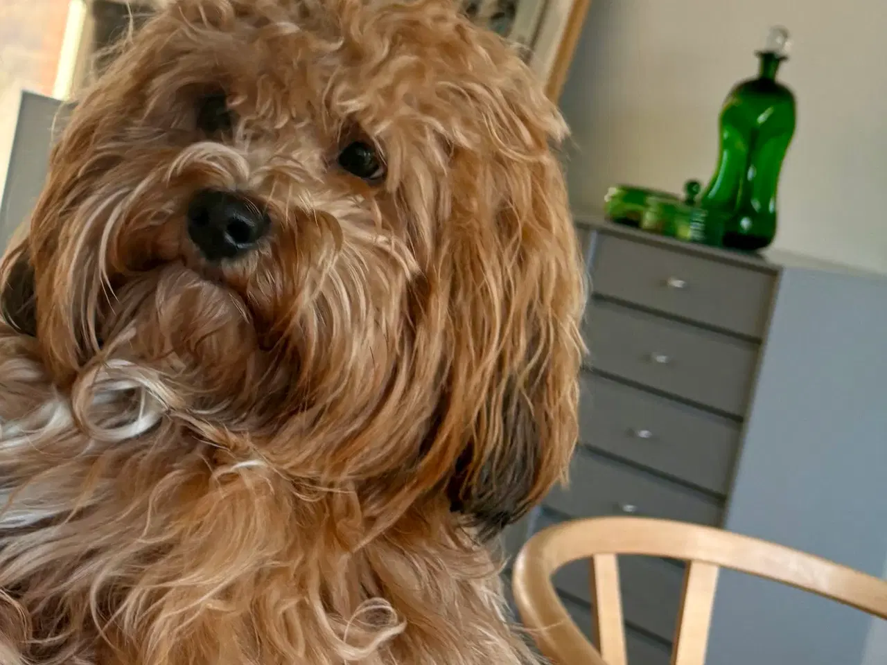 Billede 1 - Parring Bichon havanaiser