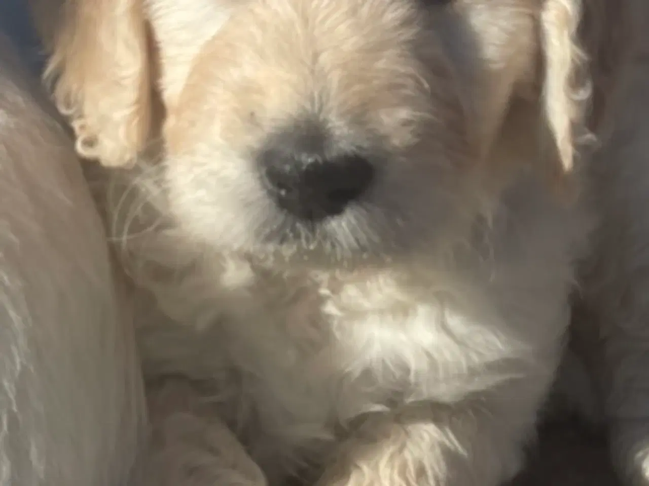 Billede 16 - Doodle - Goldendoodle-hvalpe