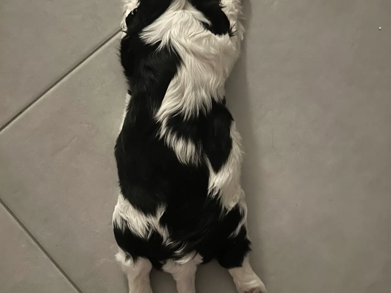 Billede 5 - Cavalier-tæver med DKK-stamtavle.