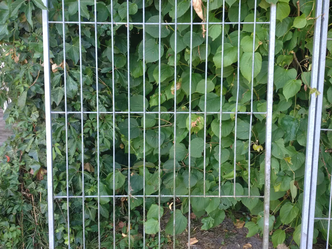Billede 7 - Hundegård/Løbegård